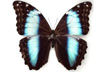 MORPHO DAIDAMIA